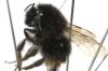 Bombus lapidarius
